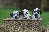 DALMATIEN 491